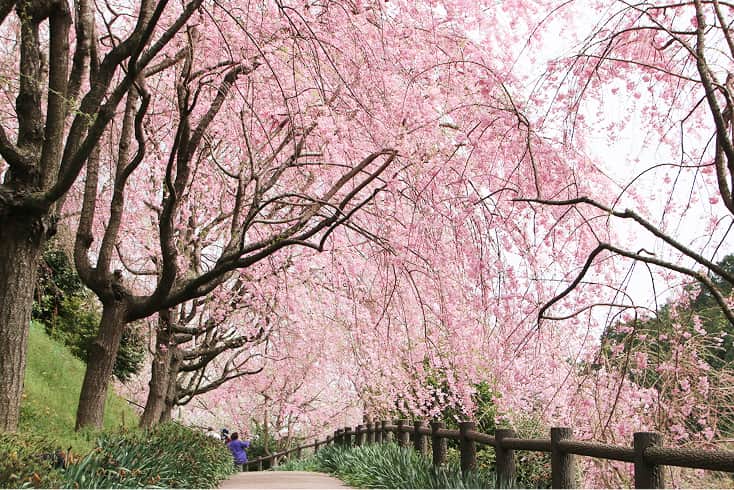 幸田町の見どころ
